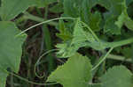 Field pumpkin